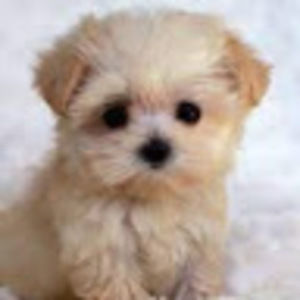 Meet your Posher, Yesenia